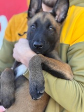 LOKI, Hund, Malinois-Mix in Spanien - Bild 2