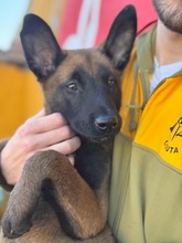 LOKI, Hund, Malinois-Mix in Spanien - Bild 3