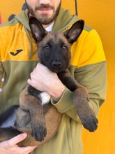 LOKI, Hund, Malinois-Mix in Spanien - Bild 4