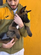 LOKI, Hund, Malinois-Mix in Spanien - Bild 5