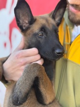 LOKI, Hund, Malinois-Mix in Spanien - Bild 6