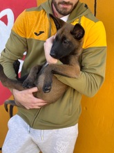 LOKI, Hund, Malinois-Mix in Spanien - Bild 7