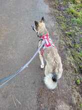 DUNJA, Hund, Mischlingshund in Gehrden - Bild 4