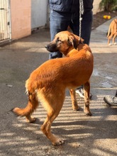 NIALL, Hund, Deutscher Schäferhund-Mix in Spanien - Bild 2