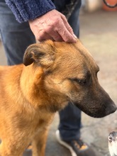 NIALL, Hund, Deutscher Schäferhund-Mix in Spanien - Bild 4