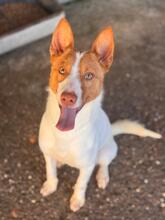 MARCOS, Hund, Podenco-Mix in Spanien - Bild 1