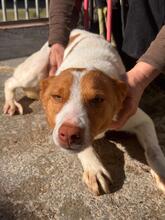 MARCOS, Hund, Podenco-Mix in Spanien - Bild 3