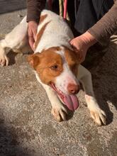 MARCOS, Hund, Podenco-Mix in Spanien - Bild 4