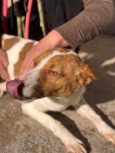 MARCOS, Hund, Podenco-Mix in Spanien - Bild 5