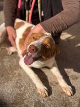 MARCOS, Hund, Podenco-Mix in Spanien - Bild 6