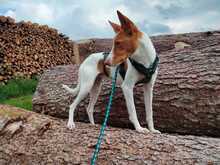MARCOS, Hund, Podenco-Mix in Penzberg
