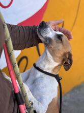 MILO, Hund, Podenco-Mix in Spanien - Bild 2