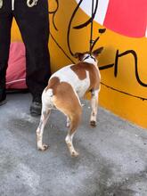 MILO, Hund, Podenco-Mix in Spanien - Bild 6