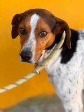 LOUIS, Hund, Ratonero Bodeguero Andaluz-Beagle-Mix in Spanien - Bild 1