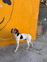 LOUIS, Hund, Ratonero Bodeguero Andaluz-Beagle-Mix in Spanien - Bild 2