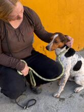 LOUIS, Hund, Ratonero Bodeguero Andaluz-Beagle-Mix in Spanien - Bild 3