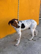 LOUIS, Hund, Ratonero Bodeguero Andaluz-Beagle-Mix in Spanien - Bild 4