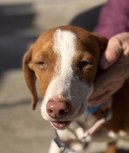 WILLIAM, Hund, Mischlingshund in Spanien - Bild 3