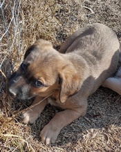 CAIUS, Hund, Mischlingshund in Griechenland - Bild 10