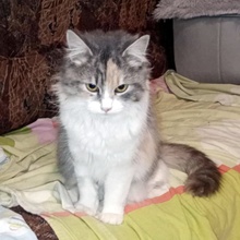 OLIVIA, Katze, Halblanghaar-Mix in Bulgarien - Bild 10