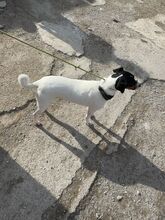 MANOLITO, Hund, Bodeguero Andaluz-Mix in Spanien - Bild 3