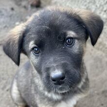 KOMMISSARWALTER, Hund, Mischlingshund in Griechenland - Bild 1