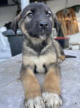 KOMMISSARWALTER, Hund, Mischlingshund in Griechenland - Bild 10