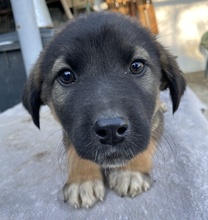 KOMMISSARWALTER, Hund, Mischlingshund in Griechenland - Bild 12