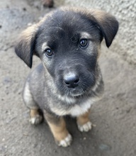 KOMMISSARWALTER, Hund, Mischlingshund in Griechenland - Bild 2