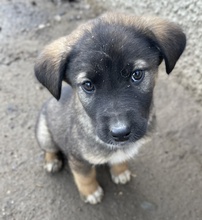 KOMMISSARWALTER, Hund, Mischlingshund in Griechenland - Bild 3