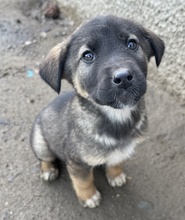 KOMMISSARWALTER, Hund, Mischlingshund in Griechenland - Bild 4