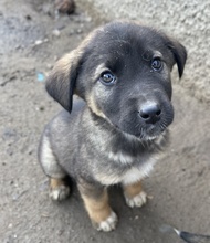 KOMMISSARWALTER, Hund, Mischlingshund in Griechenland - Bild 5