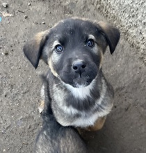 KOMMISSARWALTER, Hund, Mischlingshund in Griechenland - Bild 6