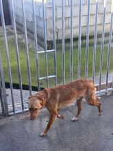 GIBOR, Hund, Podenco in Spanien - Bild 2