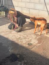 GIBOR, Hund, Podenco in Spanien - Bild 6