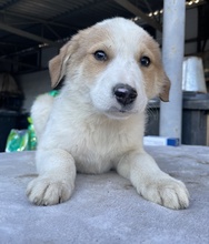 CHICO, Hund, Mischlingshund in Griechenland - Bild 2