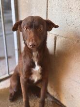 LUCY, Hund, Podenco in Spanien - Bild 1