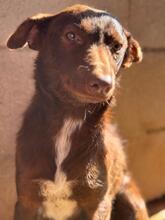 LUCY, Hund, Podenco in Spanien - Bild 2