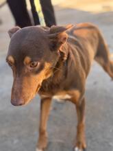 VALARIE, Hund, Podenco in Spanien - Bild 3