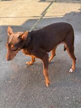 VALARIE, Hund, Podenco in Spanien - Bild 6