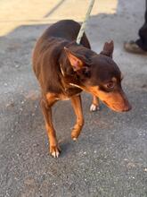 VALARIE, Hund, Podenco in Spanien - Bild 7