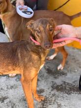 POPPY, Hund, Podenco in Spanien - Bild 1