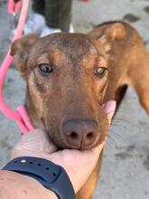 POPPY, Hund, Podenco in Spanien - Bild 2