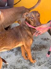 POPPY, Hund, Podenco in Spanien - Bild 3