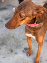 POPPY, Hund, Podenco in Spanien - Bild 4