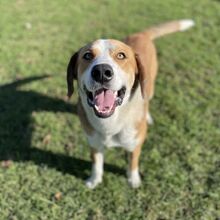 SOYER, Hund, Mischlingshund in Spanien - Bild 1