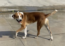 SOYER, Hund, Mischlingshund in Spanien - Bild 3