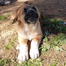 PAULI, Hund, Mastin Español-Mix in Spanien - Bild 2