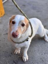 ROCKY, Hund, Podenco Maneto in Spanien - Bild 1