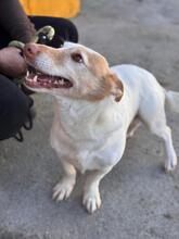 ROCKY, Hund, Podenco Maneto in Spanien - Bild 2